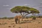 Amboseli elephant-Amboseli Nation Park-Africa Art Print
